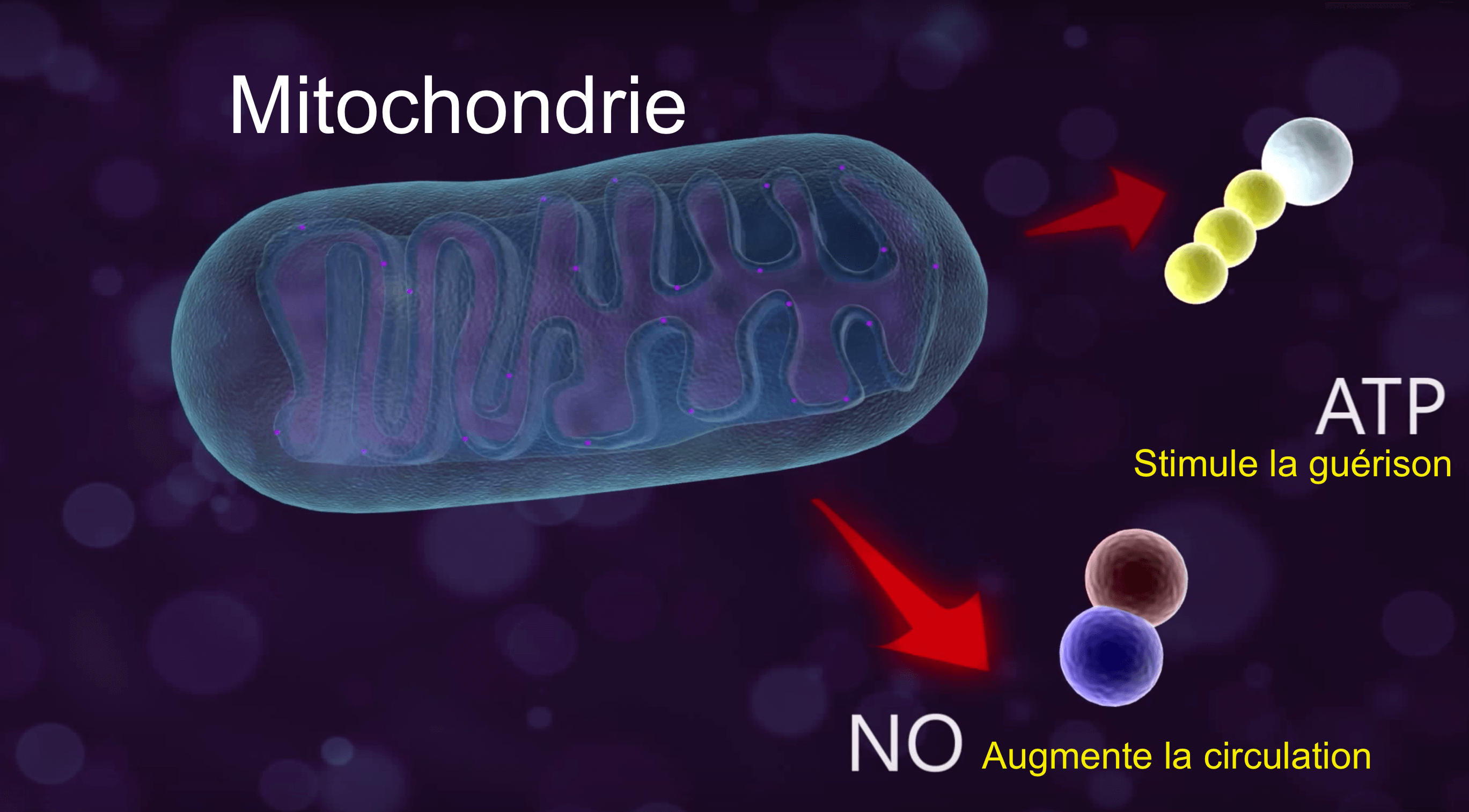 Liberation ATP et NO par mitochondries